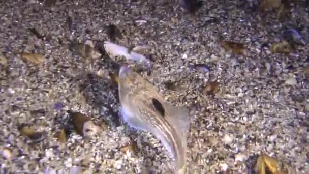 Meeresfische Atlantischer Sternengucker (Uranoscopus scaber)). — Stockvideo