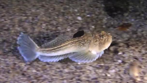 Poissons marins Stargazer atlantique (Uranoscopus scaber) ).