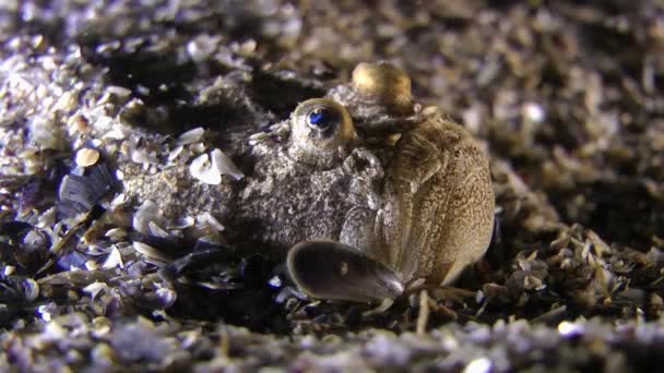 Peces marinos Astronauta atlántica (Uranoscopus scaber ). — Vídeos de Stock