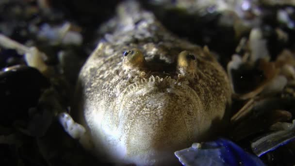 Peces marinos Astronauta atlántica (Uranoscopus scaber ). — Vídeos de Stock