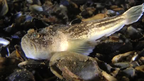 Зіркогляд морська риба (Uranoscopus scaber). — стокове відео