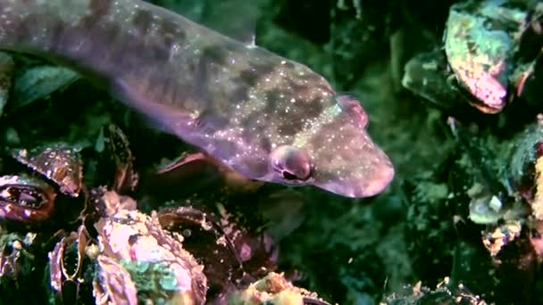 Peixe clingfish (Lepadogaster candollii). — Vídeo de Stock