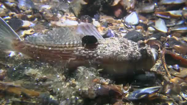 Deniz balıkları Atlantik stargazer (Uranoscopus scaber). — Stok video