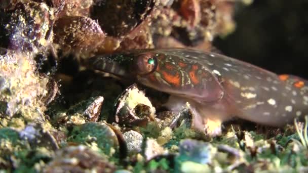 Peixe clingfish (Lepadogaster candollii). — Vídeo de Stock