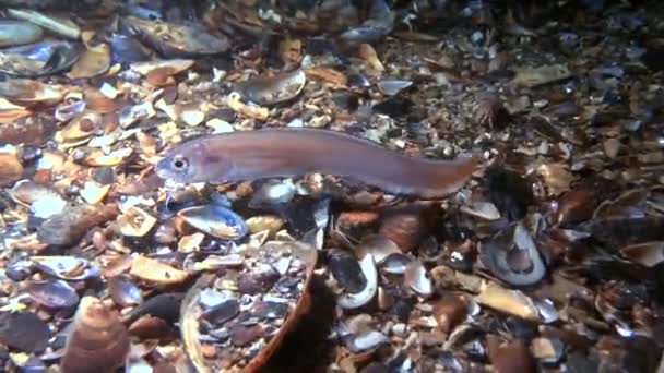 Marina fiskar Cuskeel (Ophidion rochei). — Stockvideo