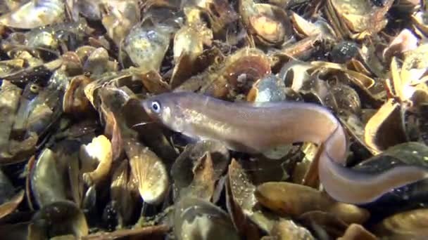 Cuskeel (Ophidion rochei) gräver i shelly jord. — Stockvideo