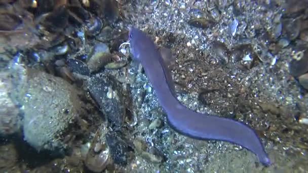 Macho de pescado de mar Cuskeel (Ophidion rochei) produce ritmo de tambor . — Vídeos de Stock