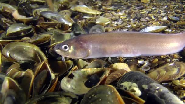 Macho de pescado de mar Cuskeel (Ophidion rochei) produce ritmo de tambor — Vídeos de Stock