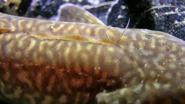 Marina fiskar Shore gungande (Gaidropsarus mediterraneus). — Stockvideo