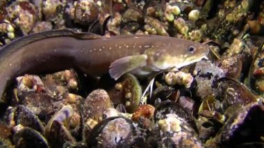 Deniz balıkları sallanan (Gaidropsarus mediterraneus desteklemek).