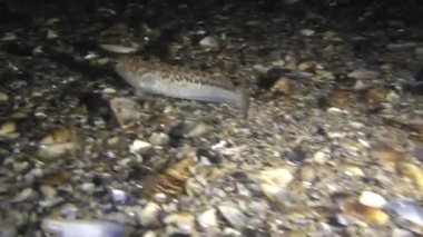 Deniz balıkları büyük birliktebir (Trachinus draco).