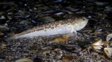 Büyük birliktebir (Trachinus draco).