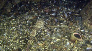 Saldırı Rus kamçısı kaya balığı (Mesogobius batrachocephalus).