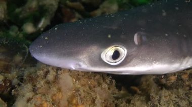 Bir köpekbalığı Piked Kedibalığı (Squalus acanthias portresi).