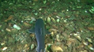 Köpekbalığı Piked Kedibalığı (Squalus acanthias).