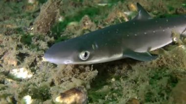 Köpekbalığı Piked Kedibalığı (Squalus acanthias).