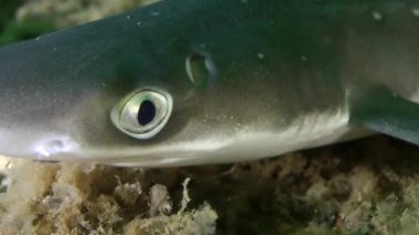 Göz ve solungaçları köpekbalığı Piked Kedibalığı (Squalus acanthias).
