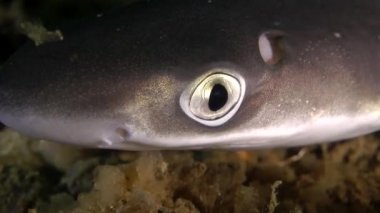 Köpekbalığı Piked Kedibalığı (Squalus acanthias göz).