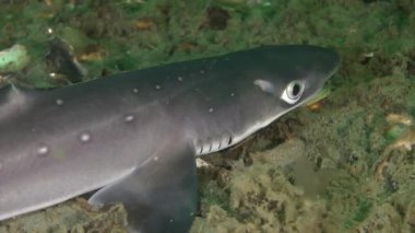Piked Kedibalığı (Squalus acanthias), yakın çekim.
