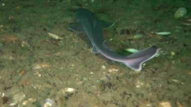 Köpekbalığı Piked Kedibalığı (Squalus acanthias).
