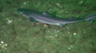 Köpekbalığı Piked Kedibalığı (Squalus acanthias).