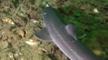 Köpekbalığı Piked Kedibalığı (Squalus acanthias).