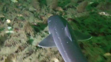Köpekbalığı Piked Kedibalığı (Squalus acanthias).