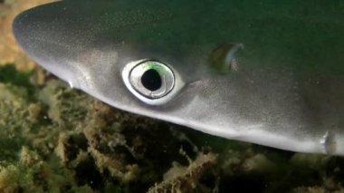 Köpekbalığı Piked Kedibalığı (Squalus acanthias).