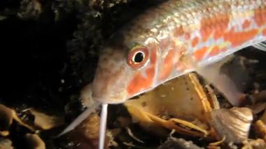 Deniz balıkları tekir (Mullus barbatus).