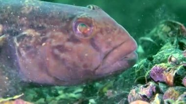 Deniz balık yuvarlak kaya balığı (Neogobius melanostomus).