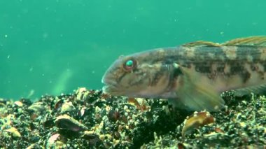 Deniz balık yuvarlak kaya balığı (Neogobius melanostomus).