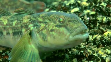 Deniz balık yuvarlak kaya balığı (Neogobius melanostomus).