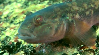 Deniz balık yuvarlak kaya balığı (Neogobius melanostomus).