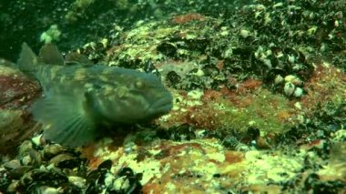 Deniz balık yuvarlak kaya balığı (Neogobius melanostomus).