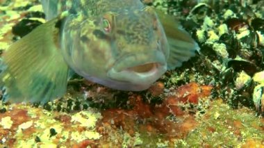 Deniz balık yuvarlak kaya balığı (Neogobius melanostomus).