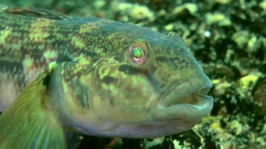 Deniz balık yuvarlak kaya balığı (Neogobius melanostomus).