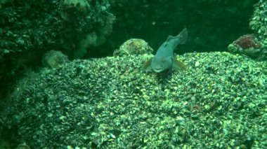 Deniz balık yuvarlak kaya balığı (Neogobius melanostomus).