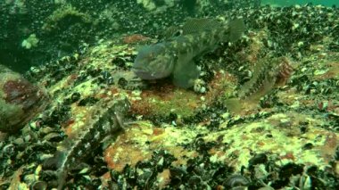 Deniz balık yuvarlak kaya balığı (Neogobius melanostomus).