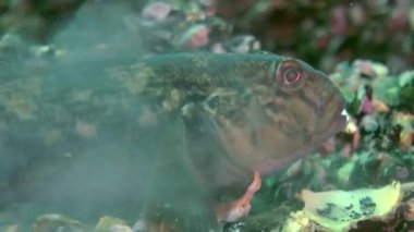 Deniz balık yuvarlak kaya balığı (Neogobius melanostomus).