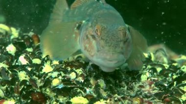 Deniz balık yuvarlak kaya balığı (Neogobius melanostomus).