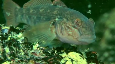 Deniz balık yuvarlak kaya balığı (Neogobius melanostomus).