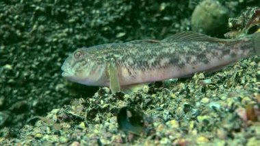 Deniz balık yuvarlak kaya balığı (Neogobius melanostomus).