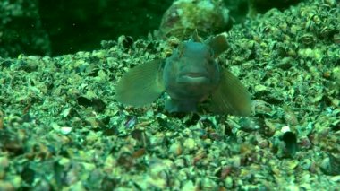 Deniz balık yuvarlak kaya balığı (Neogobius melanostomus).