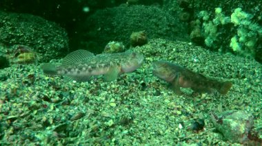 Deniz balık yuvarlak kaya balığı (Neogobius melanostomus).