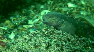 Deniz balık yuvarlak kaya balığı (Neogobius melanostomus).