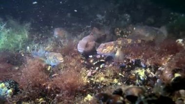 Deniz balık yuvarlak kaya balığı (Neogobius melanostomus).