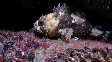 Siyah scorpionfish (Scorpaena porcus).