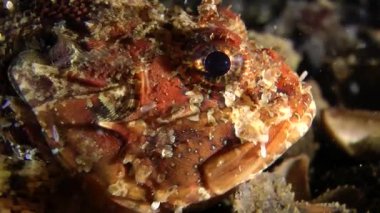 European black scorpionfish (Scorpaena porcus).