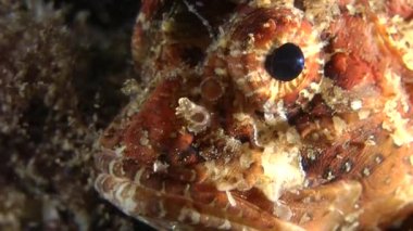 European black scorpionfish (Scorpaena porcus).
