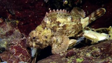 Siyah scorpionfish (Scorpaena porcus).